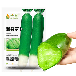 潍县萝卜种子青萝卜种籽秋四季盆栽沙窝水果萝卜种子大全蔬菜种孑