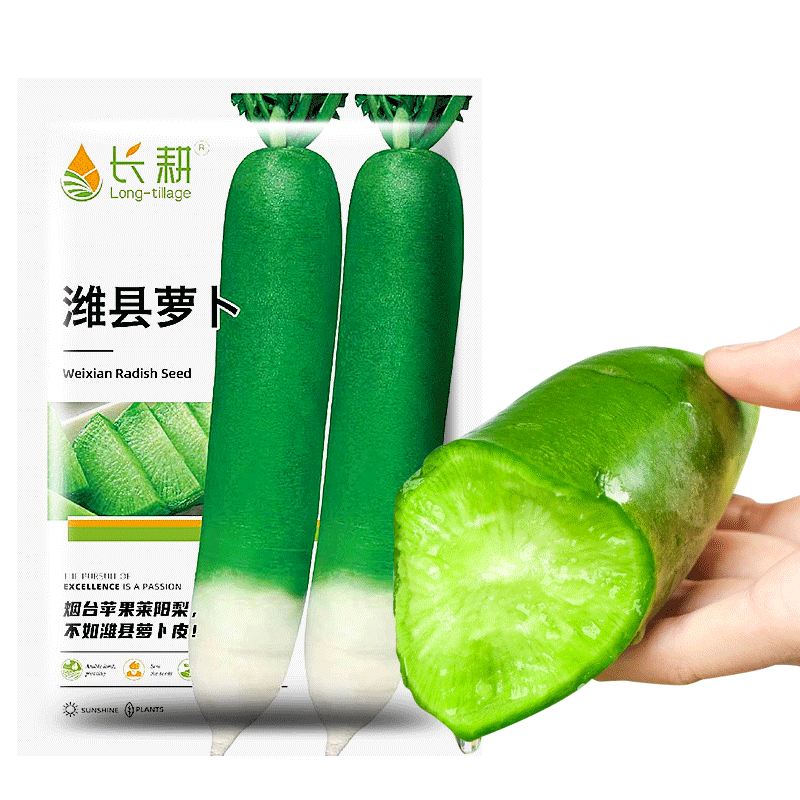 潍县水果萝卜种子秋播