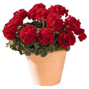 天竺葵盆栽带花苞四季重瓣花卉阳台室内好养的懒人花苗植物开花