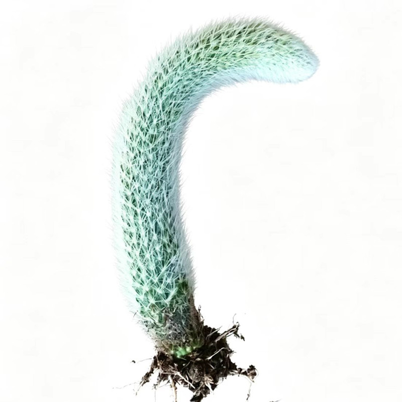 长毛九尾狐多肉植物仙人掌垂吊兰