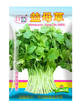 四季阳台盆栽野生可食用中药材益母草种子苗春秋蔬菜种子菜籽种植