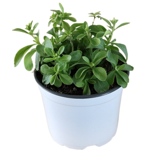 甜叶菊可食用香草植物盆栽克拉香草代糖天然甜味植物耐寒好养