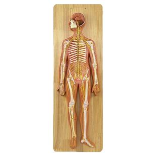 人体神经系统解剖模型 中枢神经 脑脊髓周围 脊神经骶丛 坐骨神经