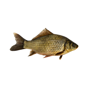 正宗千岛湖生态黄金鲫鱼食用活鱼生鲜水产炖汤淡水鱼活鱼打包顺丰