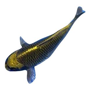 锦鲤活鱼古黄金淡水冷水鱼观赏鱼招财鱼高档大型红白三色耐养鱼苗