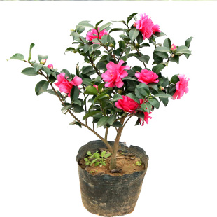 茶梅树苗品种财神 丹玉 昭和茶梅花苗四季绿植物盆景花卉茶梅盆栽