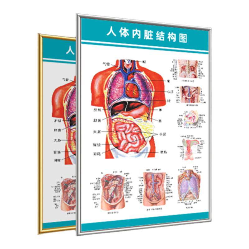 人体解剖彩色骨骼结构图神经肌肉淋巴系统解剖内脏器官医学挂图