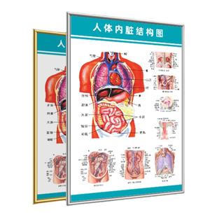 人体解剖彩色骨骼结构图神经肌肉淋巴系统解剖内脏器官医学挂图