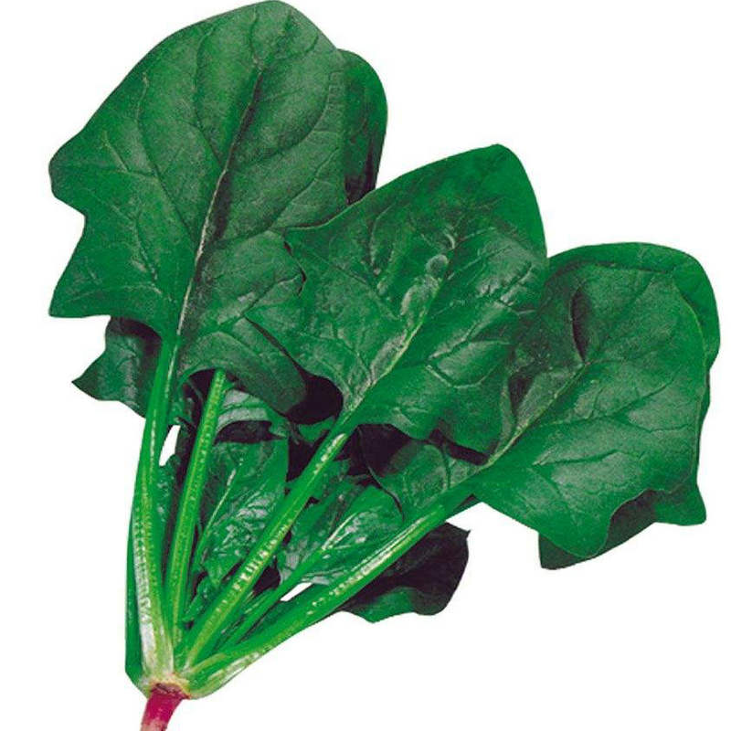 杂交一代进口蔬菜籽荷兰丰硕99