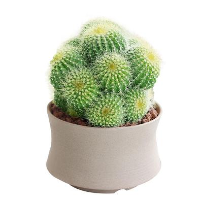 多头金冠仙人球仙人掌桌面小盆栽