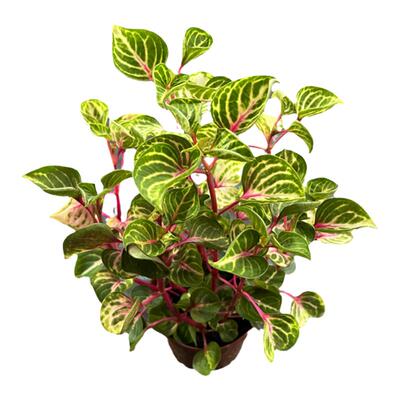 耐养水培植物室内四季锦叶雪苋