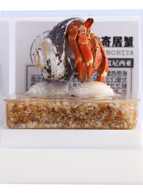 辛巴日记生物标本摆件节日礼科普
