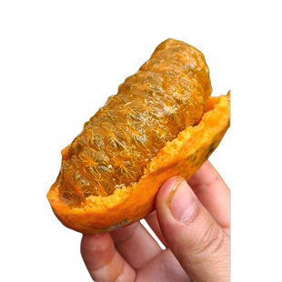 九月黄树苗八月野果纯甜水果苗高产果树南北方种植四季庭院地栽结