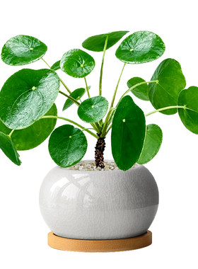 网红ins风镜面草绿植小盆栽