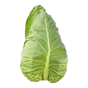 甘蓝种子种籽苗牛心四季包菜包心菜卷心菜蔬菜苗秧秧苗孑春季菜苗