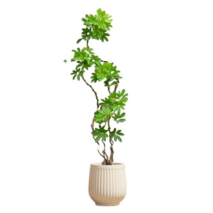 造型鸭脚木客厅大盆栽室内高级感大型绿植鸭掌木鹅掌柴落地式植物