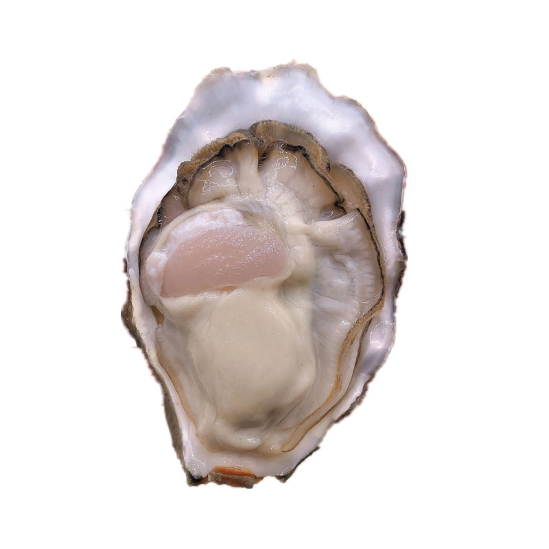 牡蛎带壳即食烧烤海鲜生蚝