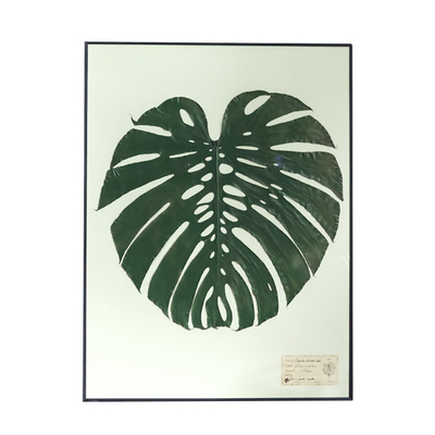 家大叶大种籽造物押花画大画