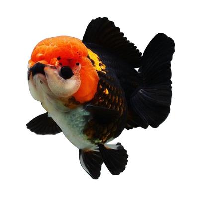 精品玛丽泰狮金鱼活鱼黑白熊猫短尾鱼苗冷淡水观赏F1鱼厂自产包活