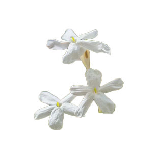 多花素馨盆栽花苗多年生藤本爬藤庭院大花卉室内浓香耐阴常绿植物