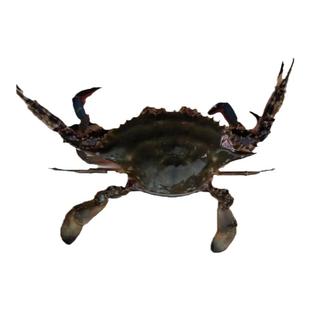 保鲜不保活大连海鲜公飞蟹新鲜东港活发海蟹满膏肉螃蟹冰鲜梭子蟹