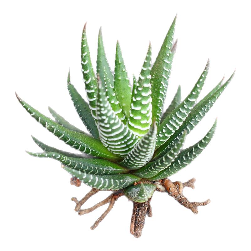 硬叶条纹十二卷桌面芦荟多肉植物