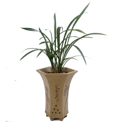 包邮兰花春季阳台带花苞三年熟草