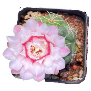 实生大颗海王仙人球开花裸萼球属多肉植物室内盆栽好养活软刺花卉