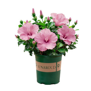 粉色朱槿花盆栽带花苞阳台室外庭院开花植物绿植四季花卉扶桑花苗