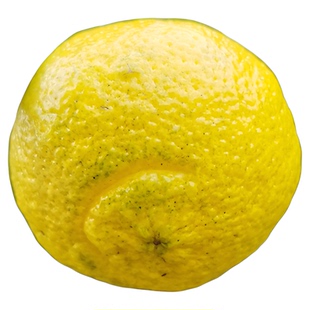 【黄金贡柚树苗】 春香柚象山青盆栽地栽耐寒抗冻杂柑桔柚子树苗