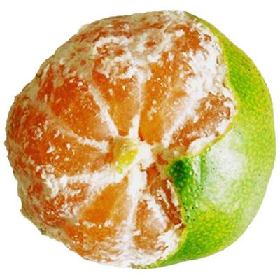 现摘世纪红桔子美国糖桔