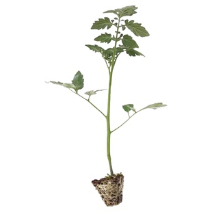 清甜绿宝石小番茄苗秧青口蜜番茄种苗四季阳台盆栽庭院种水果苗子