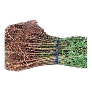 桃树苗 毛桃树苗 桃树 占地苗 果树苗 山桃苗 砧木 实生苗 野桃苗