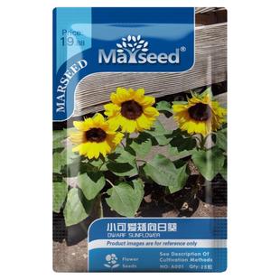 【掌柜推荐】进口阳台矮生向日葵种子籽孑苗盆栽大观赏切花可食用