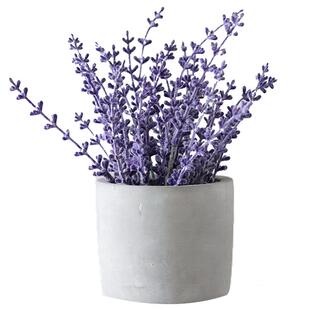 薰衣草种子孑种籽苗花苗花籽种盆栽带花四季薰衣草籽子薰衣草种