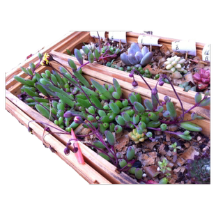 紫玄月吊兰盆栽花卉办公室情人泪佛珠珍珠紫弦月吊兰藤蔓多肉植物