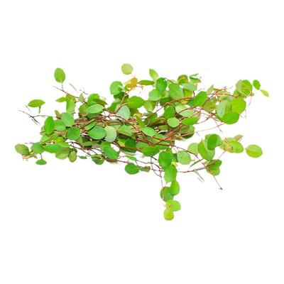 新鲜千叶兰现采摘发货坏单包赔