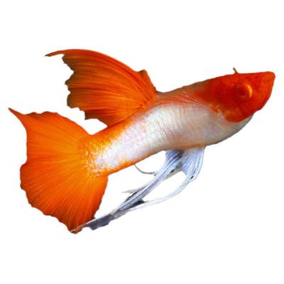 分水红头鸿运孔雀鱼活体