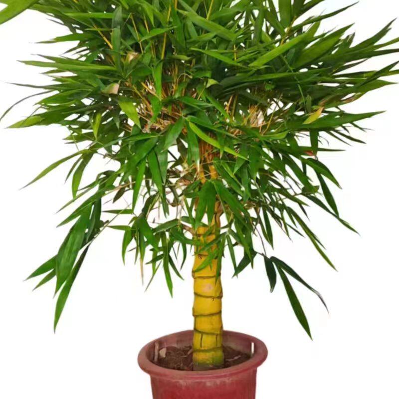 耐热大型精品老桩佛肚竹盆栽