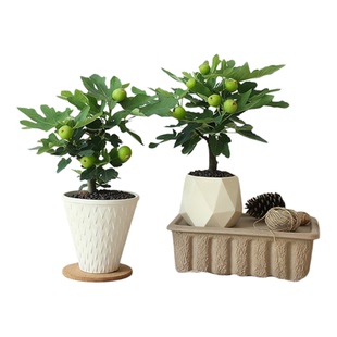 【带果发货】无花果棒棒糖树苗波姬红阳台庭院植物趣味创意盆栽