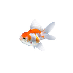 鸿运当头小型金鱼活观赏鱼苗冷水淡水高级锦鲤自来水好养耐活混养