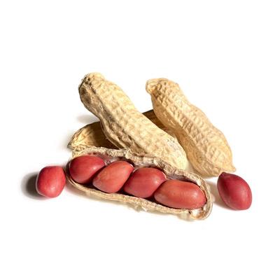 东北红皮花生24年农家精选新货