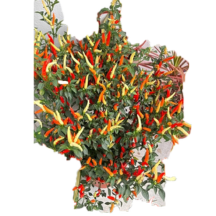 朝天椒种籽指天椒苗盆栽小米辣椒种孑四季蔬菜种子魔鬼辣椒苗大全