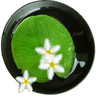 一叶莲荇菜龟背莲水丁香烟花水生含羞草水上漂浮萍植物总汇包邮