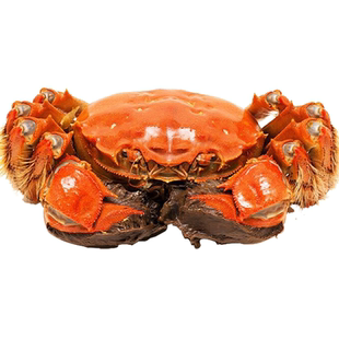 超大苏州山水太湖大闸蟹4母5公大河螃蟹中秋礼盒新鲜活水产活蟹