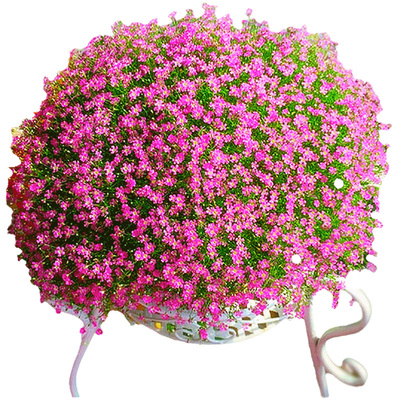 花种籽子大全四季播种易开花种孑