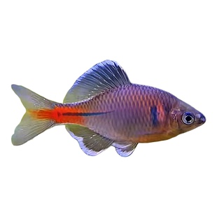 江西景德镇红腹白边鳑鲏鱼野生群游鳑鲏鱼小原生公鱼冷淡水观赏鱼