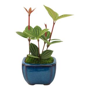 轮叶豆瓣绿室内观叶小盆景椒草迷你盆栽净化空气植物办公桌面绿植