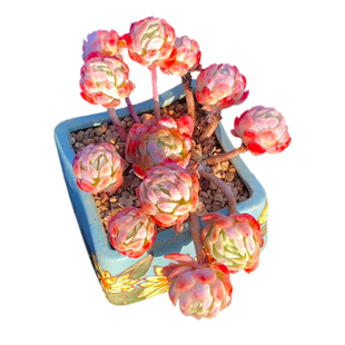 双子贝瑞奶油香水贝瑞月影系冰边多肉植物一物一拍直播老桩向阳派