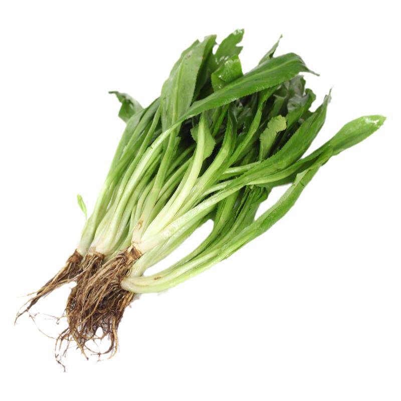 芫茜新鲜食用泰国香料菜